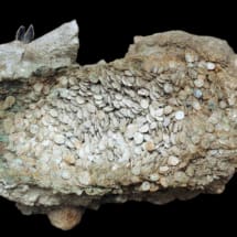 16 Soprintendenza per i Beni Archeologici di Ostia- Microscavo di un pane di terra e recupero di un tesoretto di monete in bronzo